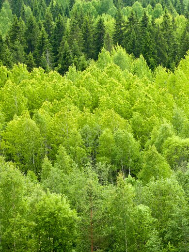 Dichtes grünes Blätterdach eines Waldes im Sommer. | © Dmitry Naumov