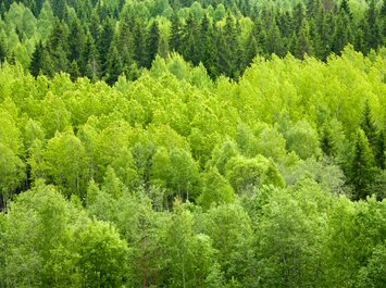 Dichtes grünes Blätterdach eines Waldes im Sommer. | © Dmitry Naumov